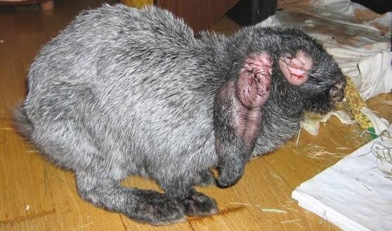 MYXOMATOSIS IN RABBITS: A DEADLY DISEASE EVERY RABBIT FARMER SHOULD PREVENT